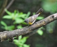 Setophaga ruticilla