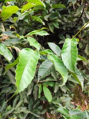 Castanea henryi