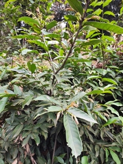 Castanea henryi