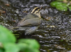 Helmitheros vermivorum