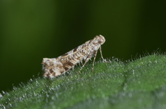 Digitivalva granitella