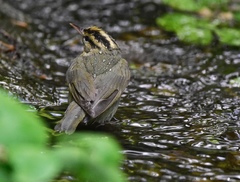 Helmitheros vermivorum