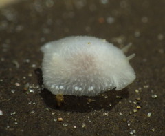 Conualevia alba