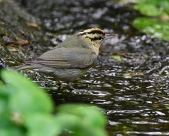 Helmitheros vermivorum