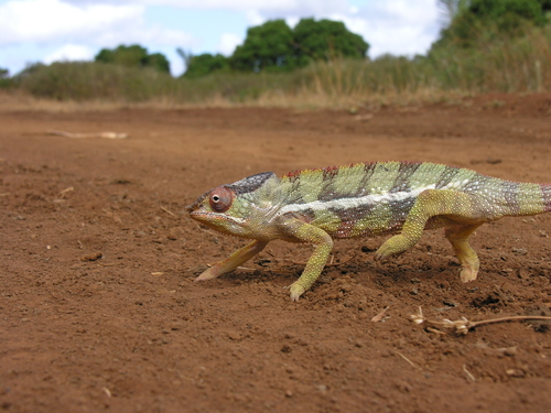 Panther Chameleon