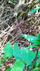 Disonycha bicarinata