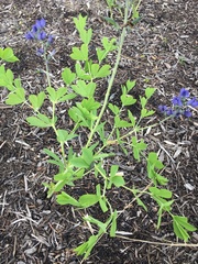 Baptisia australis