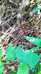 Disonycha bicarinata