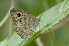 Ypthima baldus madrasa