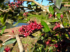 Myrrhinium atropurpureum