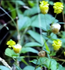 Trifolium aureum