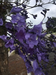 Jacaranda mimosifolia