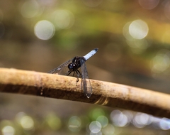 Erythrodiplax connata