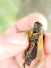 Magicicada septendecula