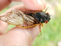 Magicicada septendecula