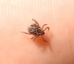 Dermacentor reticulatus