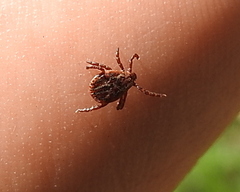 Dermacentor reticulatus