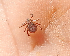 Dermacentor reticulatus