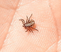 Dermacentor reticulatus