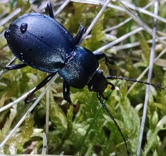 Carabus convexus