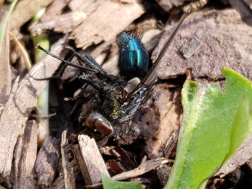 Shiny Blue Bottle Fly photo 6