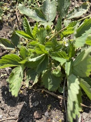 Fragaria vesca americana