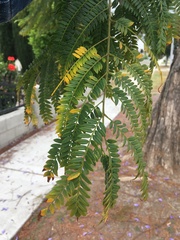 Jacaranda mimosifolia