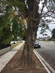 Jacaranda mimosifolia