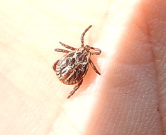 Dermacentor reticulatus