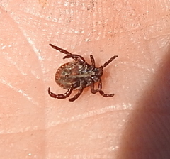 Dermacentor reticulatus
