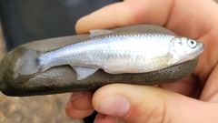 Cyprinella spiloptera