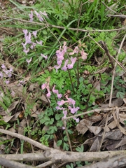 Corydalis decumbens