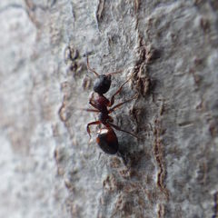 Dolichoderus plagiatus