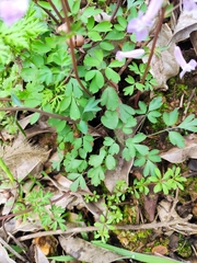 Corydalis decumbens