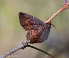 Leptostales rubromarginaria