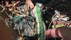 Liolaemus chiliensis