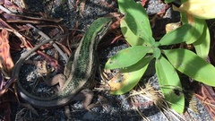 Liolaemus chiliensis