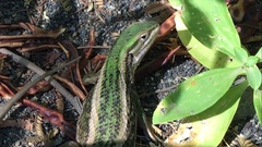 Liolaemus chiliensis