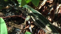 Liolaemus chiliensis