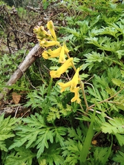 Corydalis pallida