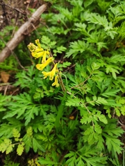 Corydalis pallida