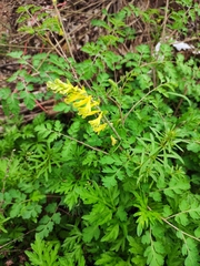 Corydalis pallida