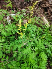 Corydalis pallida