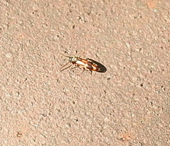 Hypulus quercinus