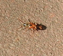 Hypulus quercinus