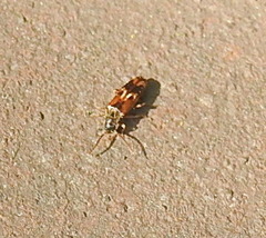 Hypulus quercinus