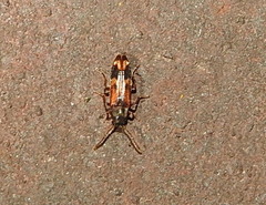 Hypulus quercinus