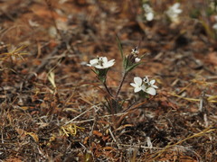 Calycadenia villosa
