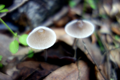Mycena abramsii