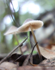 Mycena abramsii